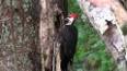 The Fascinating World of Woodpeckers ile ilgili video