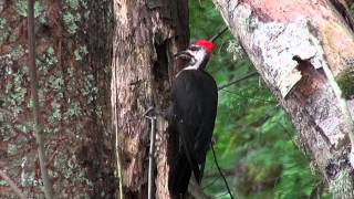 Pileated Woodpecker in Action