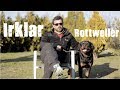 Köper Irkları -  Rottweiler