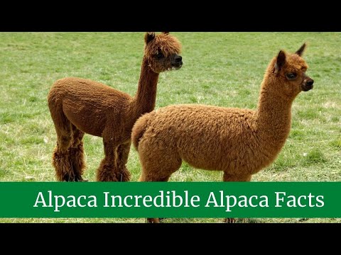 Alpaca Incredible Alpaca Facts! || Alpaca Scientific Name || Alpaca Predators and Threats