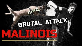 Belgian Malinois in a brutal long attack with Viorel Scinteie !!!
