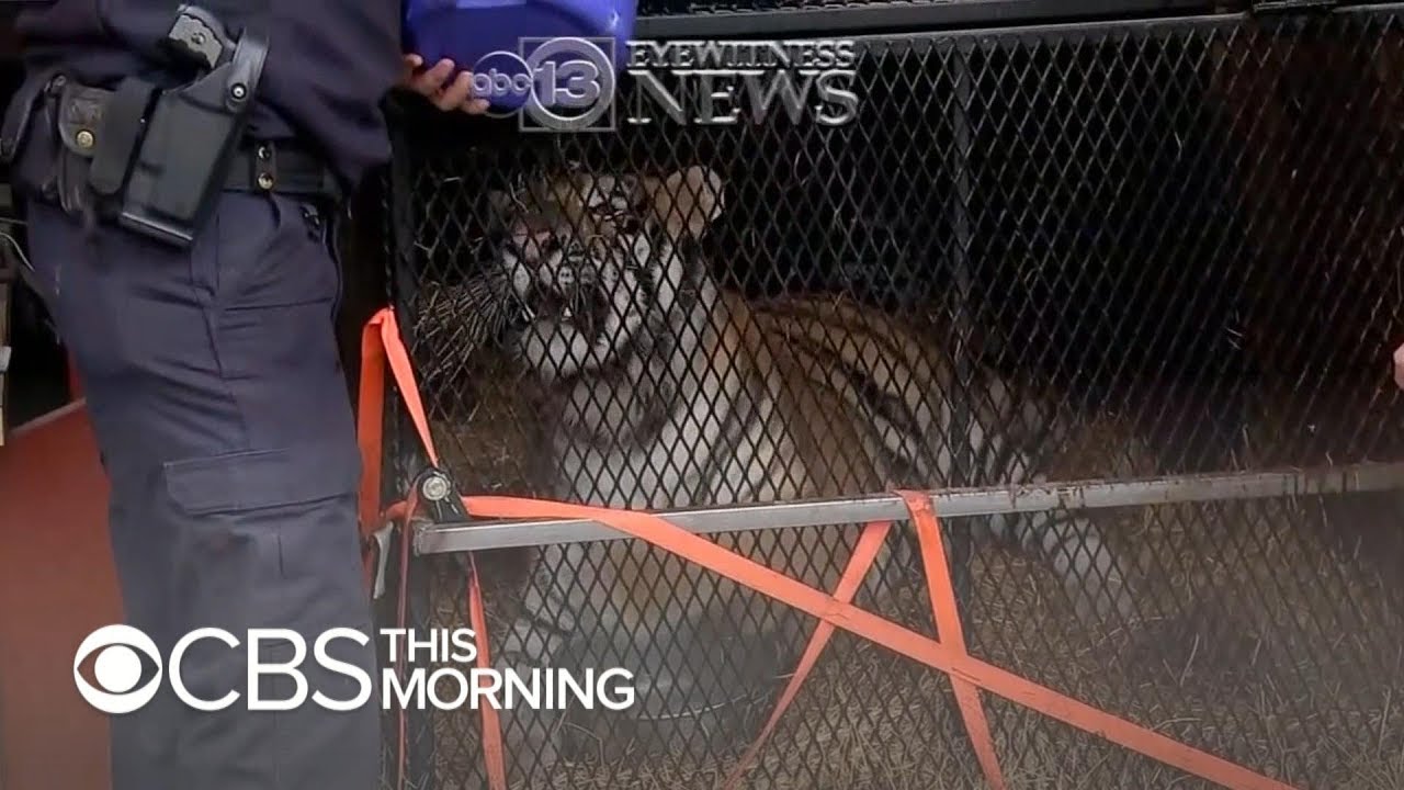 Tiger found in abandoned Houston home YouTube