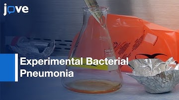 Experimental Bacterial Pneumonia Induction and Phenotyping | Protocol Preview