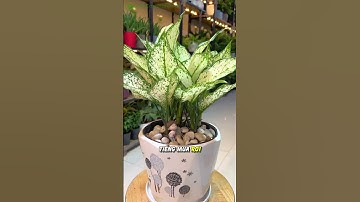 🌿 NGỌC NGÂN – SẮC LÁ ĐẸP NHƯ HOA 💚