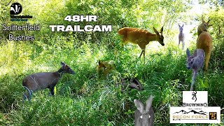 48hr Trailcam, Snitterfield Bushes, Warwickshire Wildlife Trust - Browning Recon Force HP5