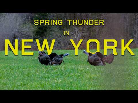 Missing, and Making it Happen | North East Turkey Hunting | Spring Thunder thumbnail