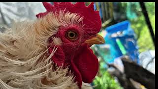 My flock and moody Rooster Wealth