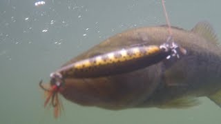 必殺微物路亞測試 Rapala VS StrikePro-Lure Snake Head fishing Asia Taiwan | 雷強|路亞|假餌|黑魚|黑鱸 |黑鲈|海鰱|曲腰|鮕呆