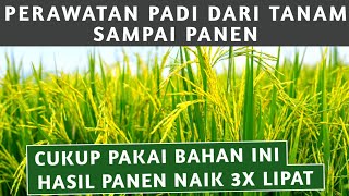 PERAWATAN PADI DARI AWAL TANAM SAMPAI PANEN BIKIN PANEN NAIK 3 KALI LIPAT