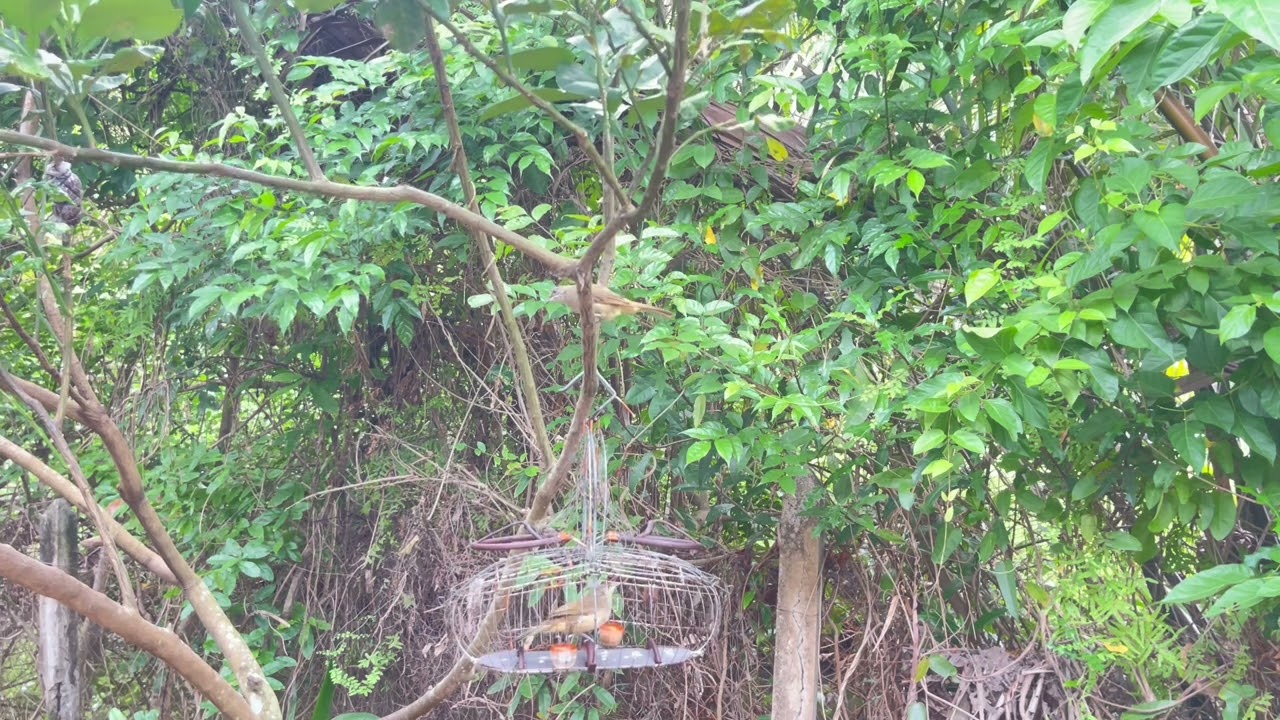 Bẫy Hoành Hoạch Vàng mồi