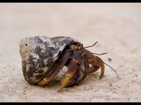 How do i determine the sex of a hermit crab
