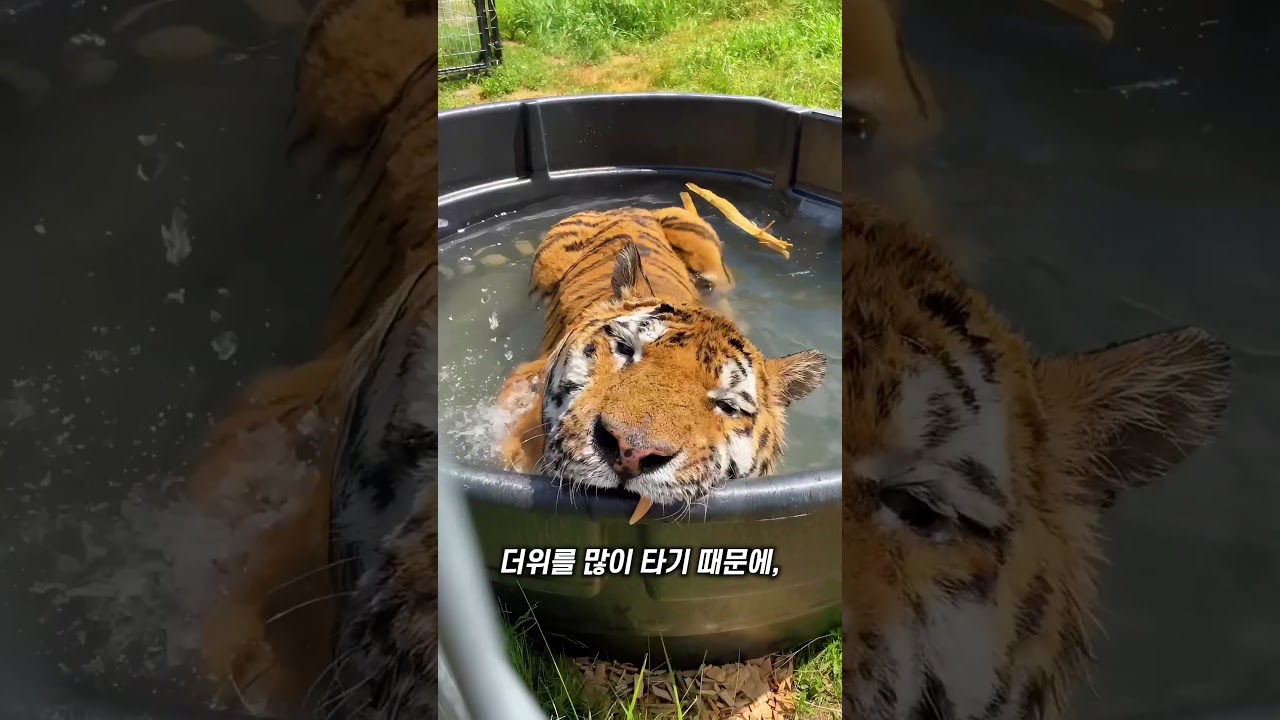 호랑이가 혀를 내미는 이유