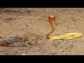 Squirrel Battles Cobra to Protect Her Babies