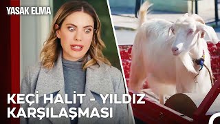 Bu Keçi Bana Rahmetli Ex Kocamı Hatırlattı - Yasak Elma