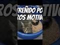 Otros Motivos de ESTREÑIMIENRO en GATOS