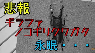 【昆虫】はじめて昆虫標本をつくってみた！～ギラファノコギリクワガタ～