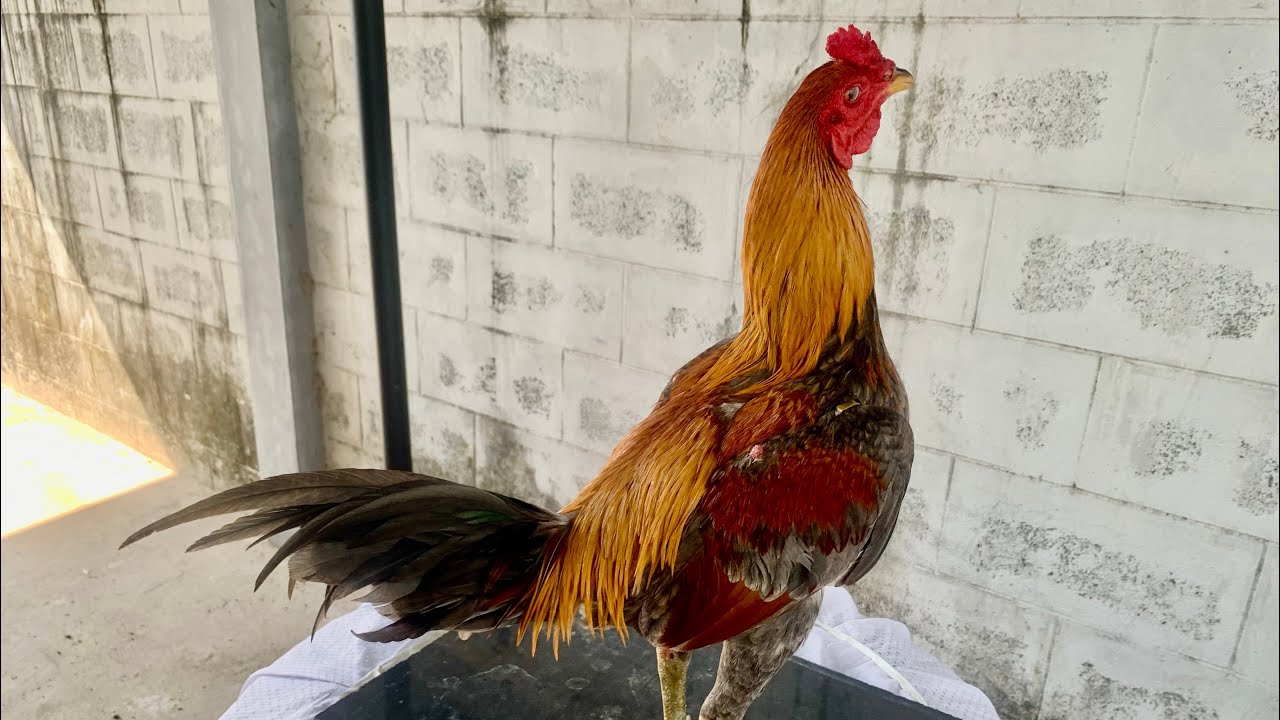 เจ้าจงอาง