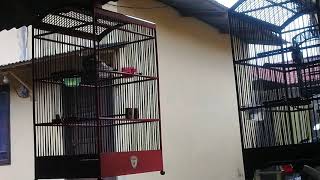 Glatik batu gacooor
