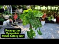 Propagating syngonium panda galaxy war  daily diary