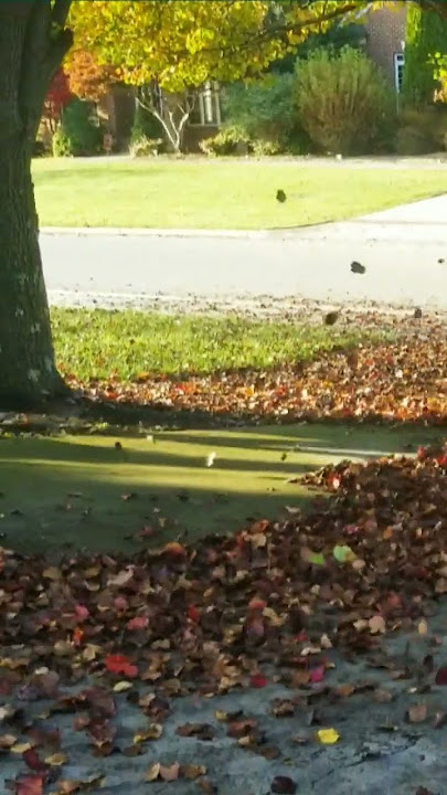 EGO Blower First Look at a Bunch of Leaves