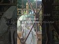 Notre Dame Miraculeuse des Roses de San Damiano en Italie en 6 juin 2026