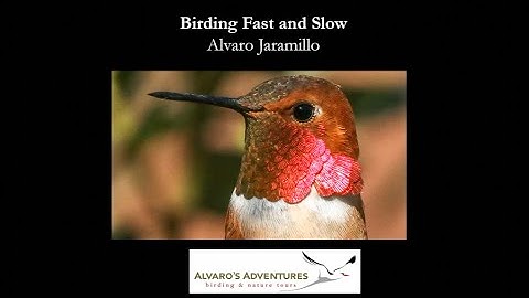 Birding Fast and Slow