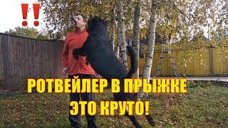 ПРЫЖКИ РОТВЕЙЛЕРА ЭТО КРУТО. ПРЫЖКИ РОТВЕЙЛЕРА ЭТО КРУТО.
