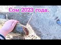 Рыбалка на реке 2023 год,попался Сом.