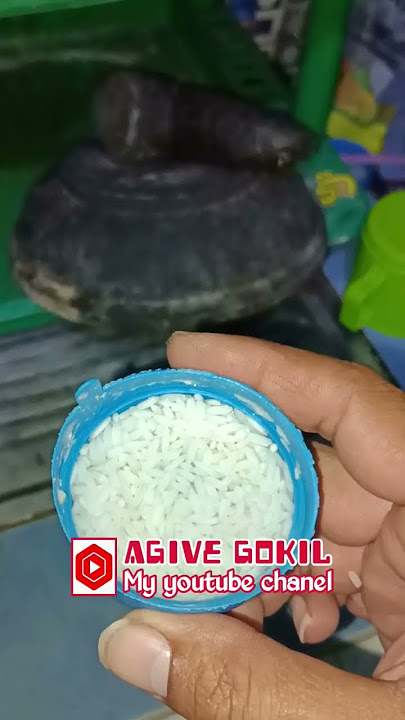 cara meracik pakan lolohan burung emprit kaji yang mudah dan murah.