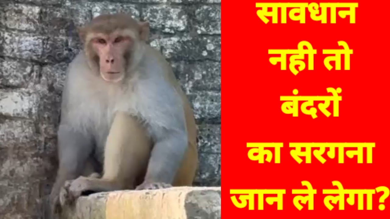 बंदरों का आतंक युवक को छत से नीचे फेंका।