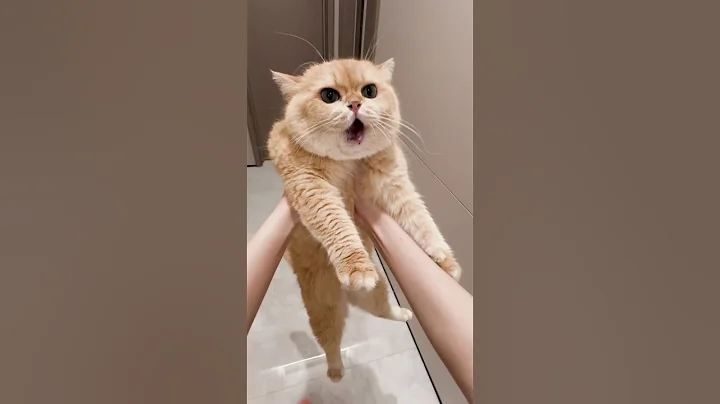 Video 11456881: cat funnycats kucing, cat funny kucing