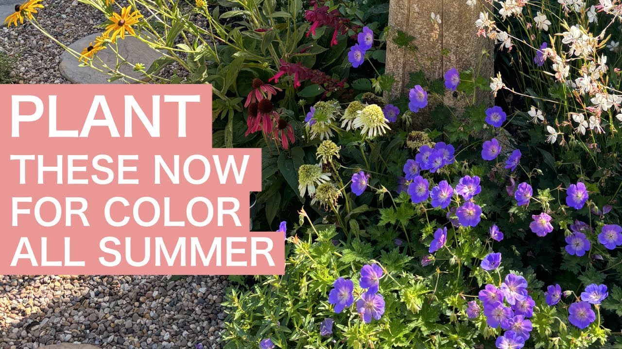 9 Perennials to Plant NOW For Color All Summer Long - YouTube