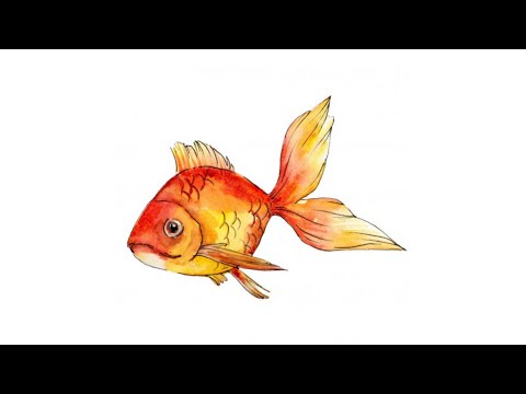 Видео: Добра ли е златната рибка в тяхната организация?