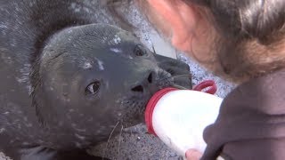 The Dedicated SeaWorld Rescue Team | SeaWorld®