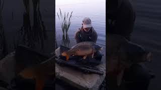 BIG CARP ,falls to a Zig Rig,Norton Disney home of big carp .#carpfishing #bigcarp #catchandrelease
