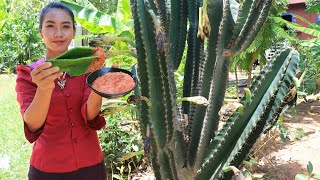 Yummy Pedro cactus in my homeland  Healthy food