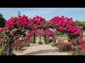 오월엔 장미,#The season of roses, #사계장미, #덩굴장미, #가든프린세스, 넘 많아서 뭐 부터 눈에 담아야 할지 갈등입니다.