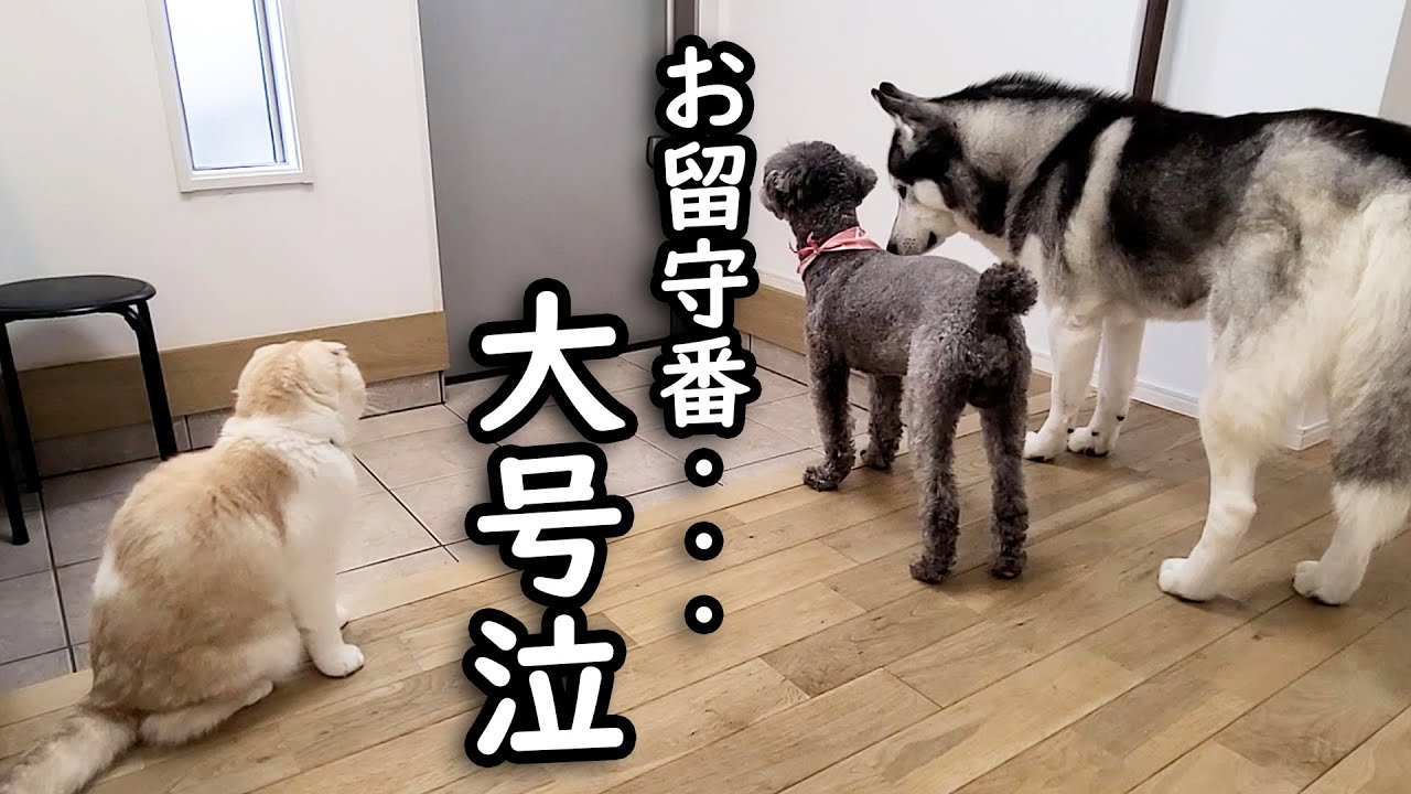 猫とハスキー犬達のお留守番を隠し撮りしてみたら寂しすぎて大号泣してた...