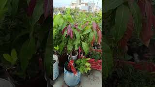 Mmi k kitchen garden m lge huye hai angoor . 🏡🏡