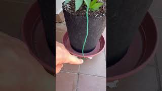 🏡 Горшок на террасе — мой зелёный уголок 🌿