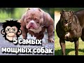 5 самых мускулистых собак