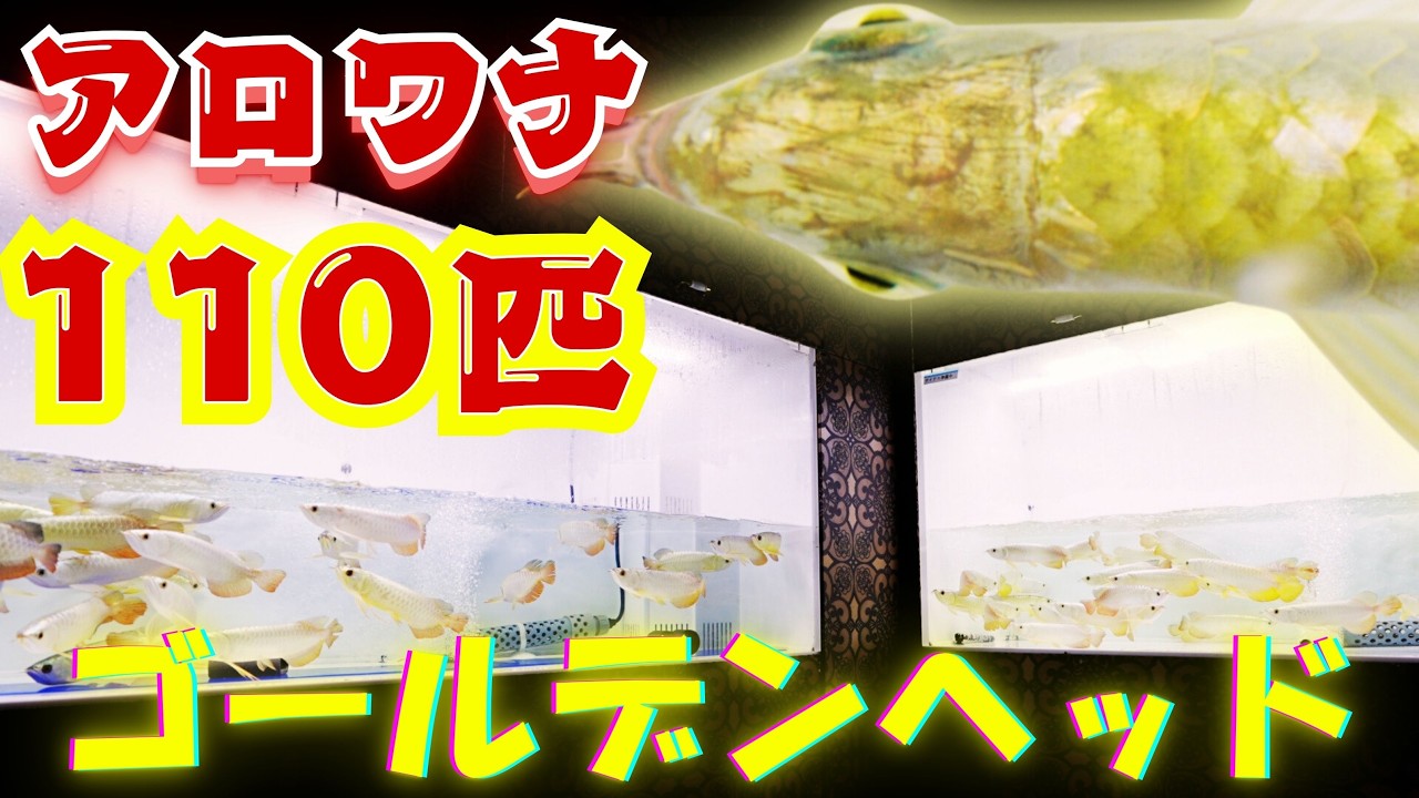 『破格』ゴールデンヘッド過背金龍 超大量の110匹輸入 金銀の煌めき！キングコングゴールド　『アロワナ専門店キングコング』