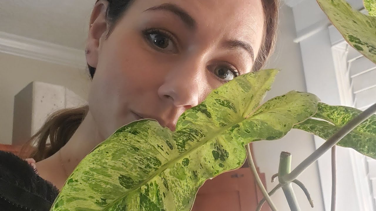 Another Plant tour!! YouTube