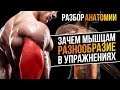 Разбор Анатомии: Функции мышц и Упражнения (Биомеханика мышц)