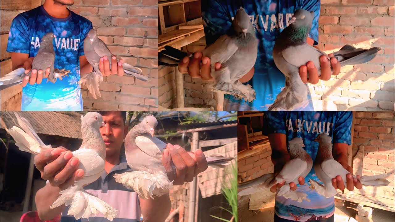 সবগুলো কবুতর একসাথে সেল\\ হাত বাজি, রুম বাজি  কালার মেচিং কবুতর \\ মিনহাজ ভাই এর কবুতর খামার......??