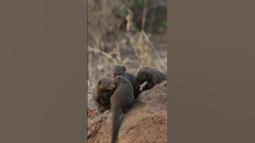 Adorable Dwarf Mongoose: Tiny Guardians of the African Bush