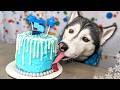 Magical ice princess birt.ay cake for dogs  diy dog treats