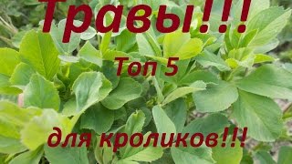 Какие травы любят кролики ??? Мой, рейтинг (ТОП5) ,луговых трав для кроликов!!!