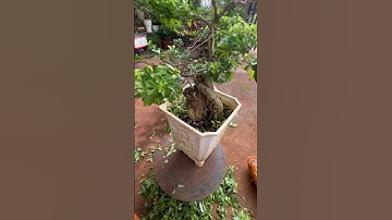Tạo dáng bonsai cho cây chuỗi   ngọc mới khai thác
