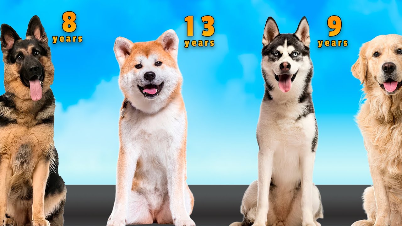 🐶Dog Breeds by Lifespan: Who Lives the Longest?